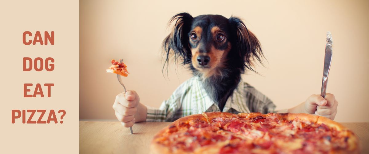 Can Dogs Eat Pizza? This Ingredient’ll Hurt Our Dog