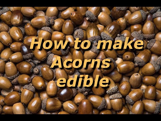 Is Acorns Edible?