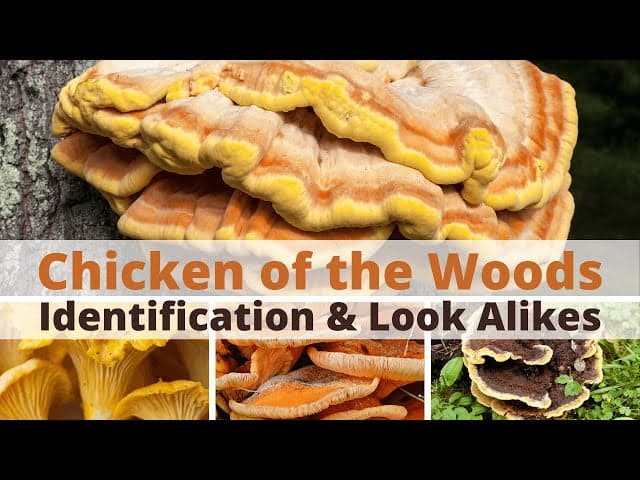 Is Chicken of the Woods Edible?