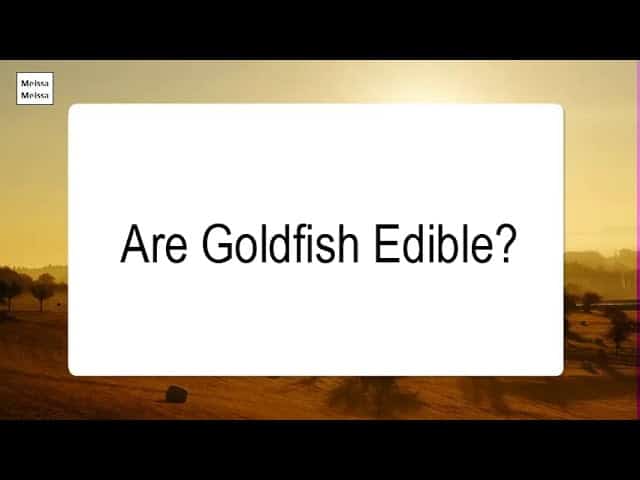 Is Goldfish Edible