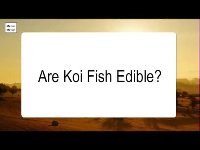 Is Koi Fish Edible?
