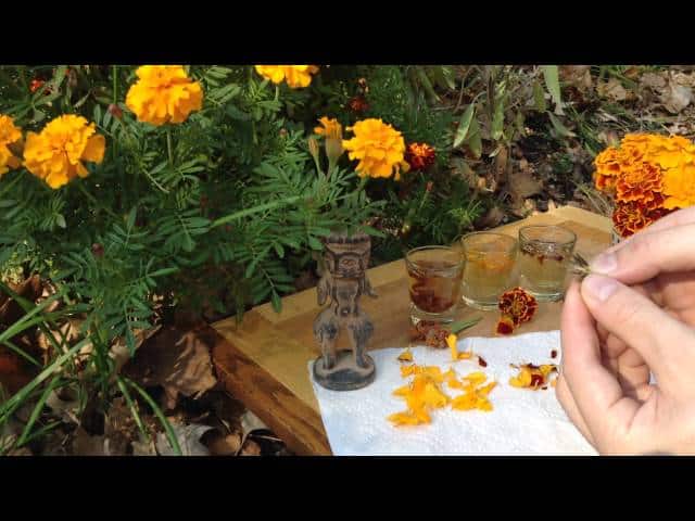 Is Marigold Edible?