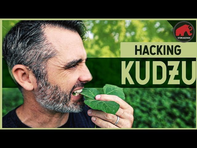 Is Kudzu Edible? You Might Be Surprised!
