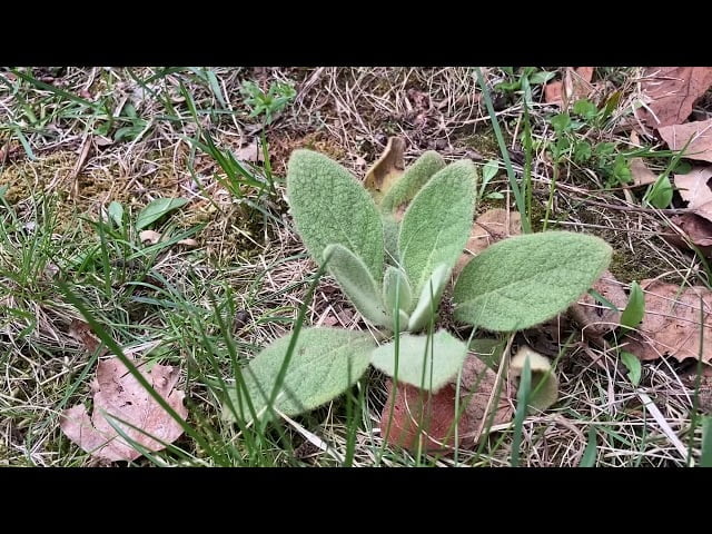 Is Lamb’s Ear Edible?