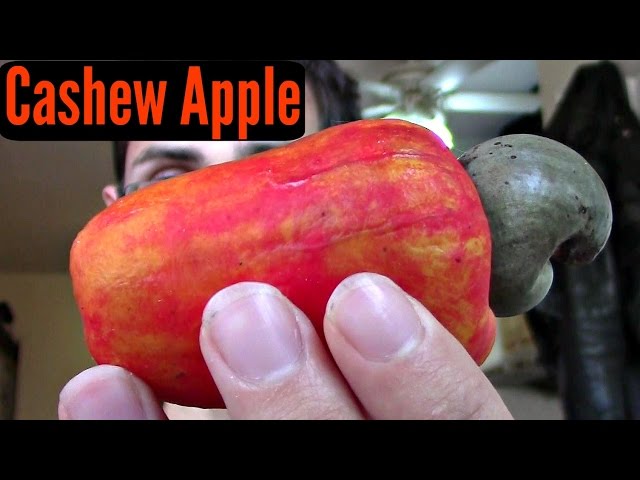 Is the Cashew Apple Edible?